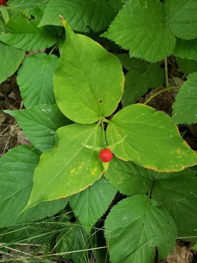 Trillium undulatum fruit