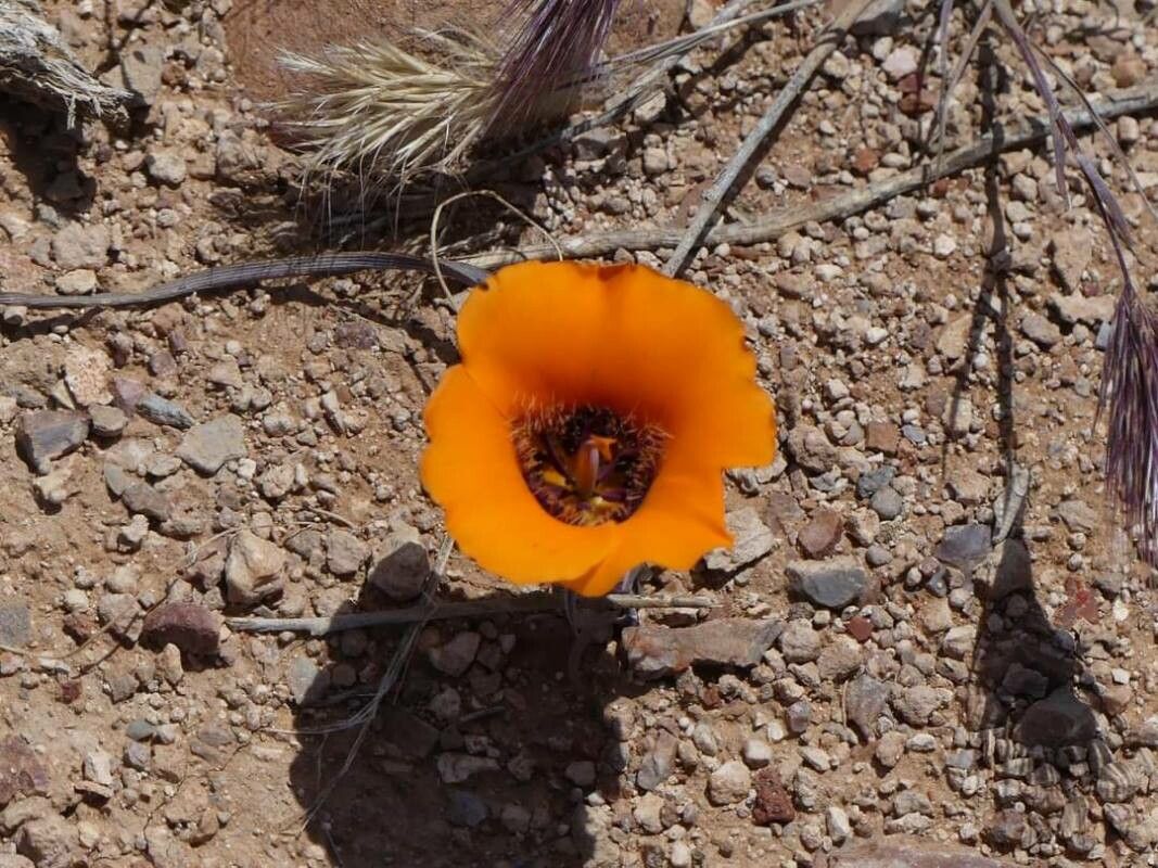 Calochortus kennedyi flower