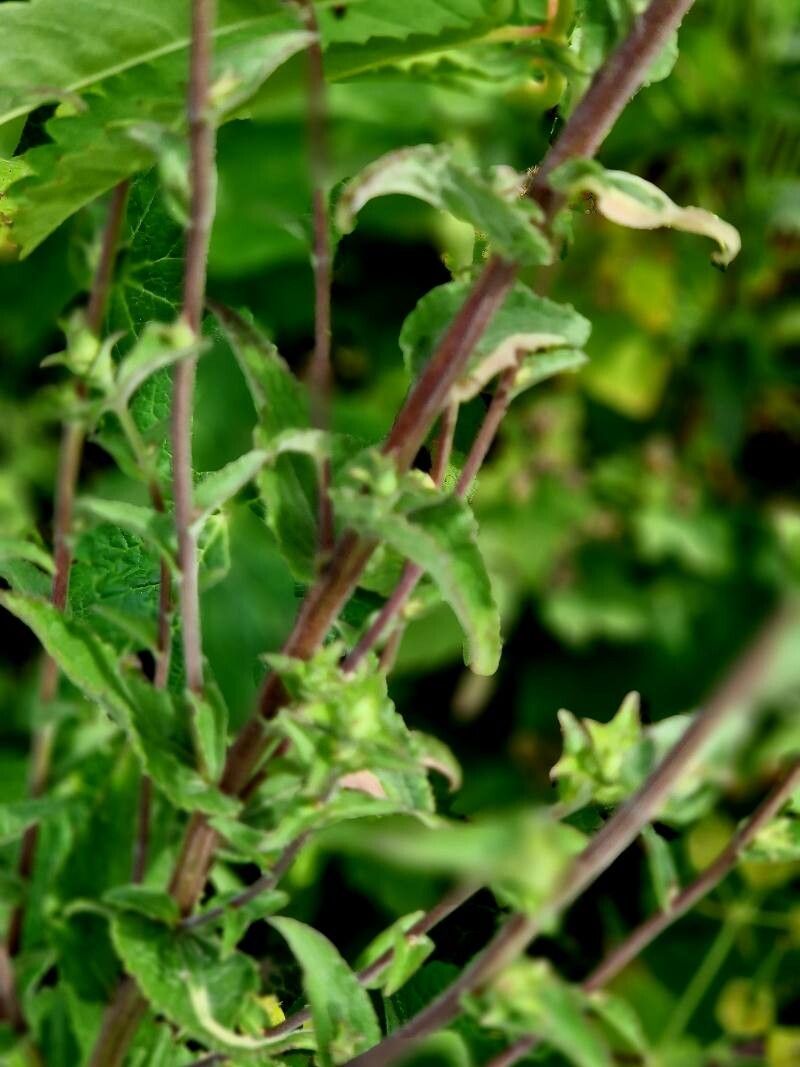 Gentiana decumbens habit