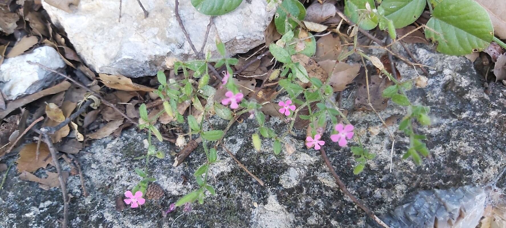 Saponaria calabrica bark