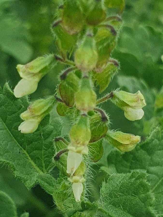 Orthosiphon pallidus flower
