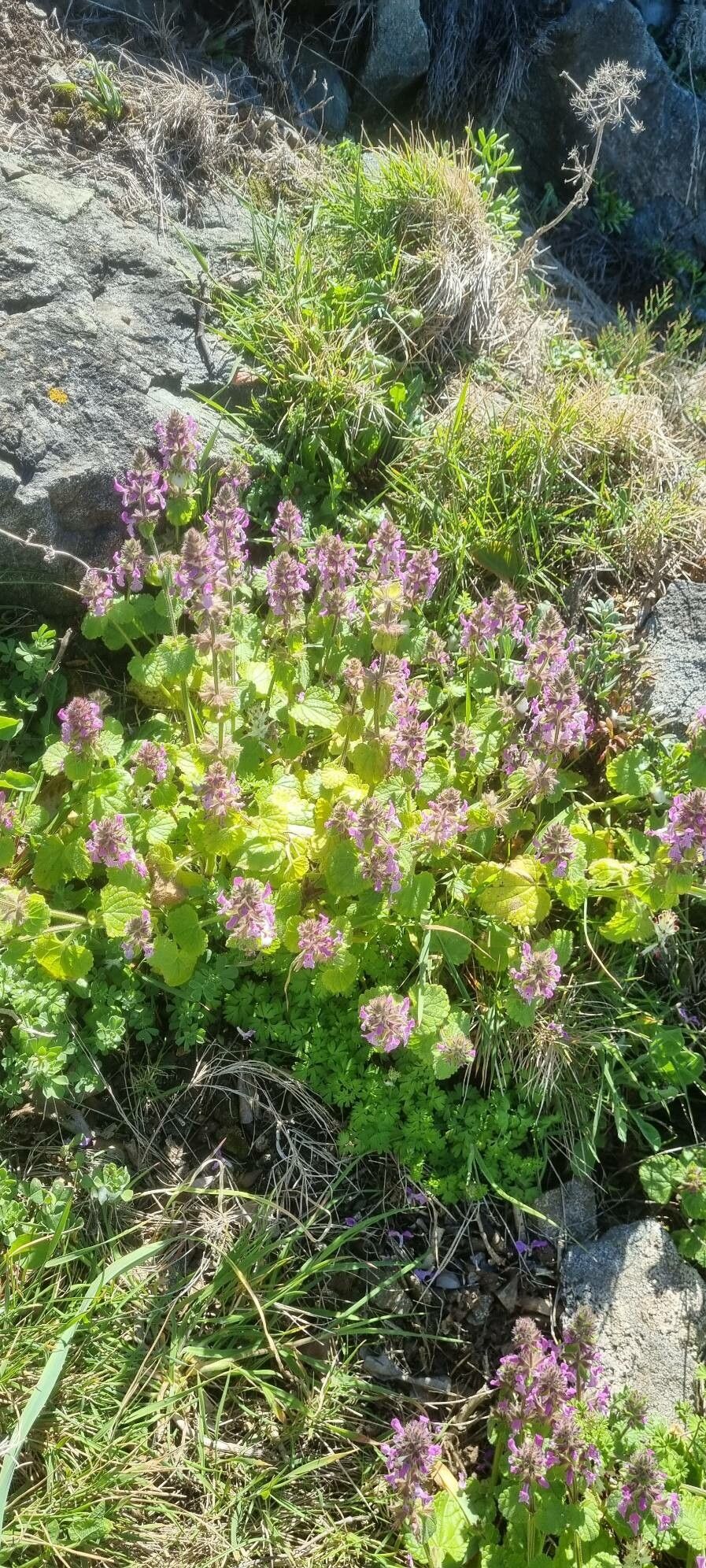Stachys marrubiifolia habit