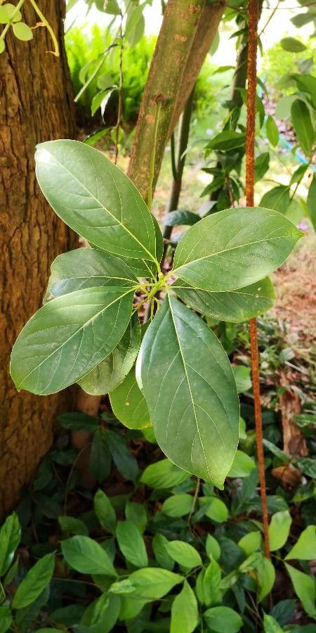 Cinnamomum porrectum — search result for 'Cambodia'