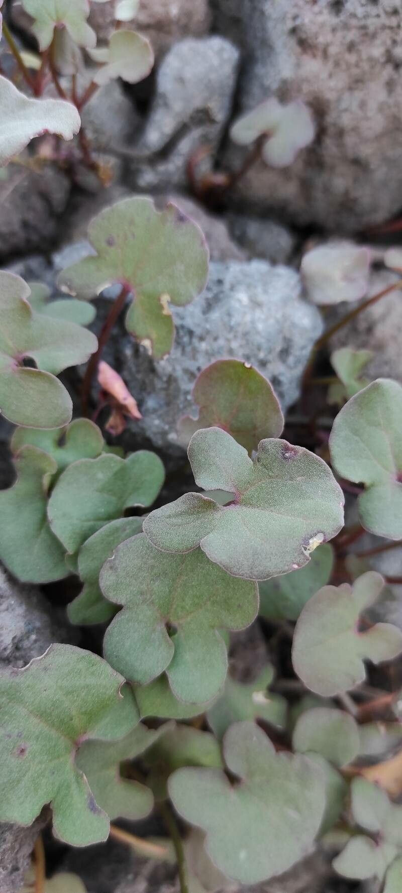 Oxyria digyna — search result for 'Polygonaceae'