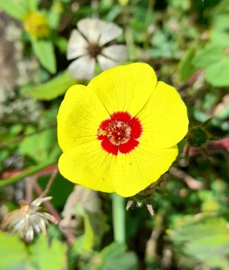 Pavonia argentina flower