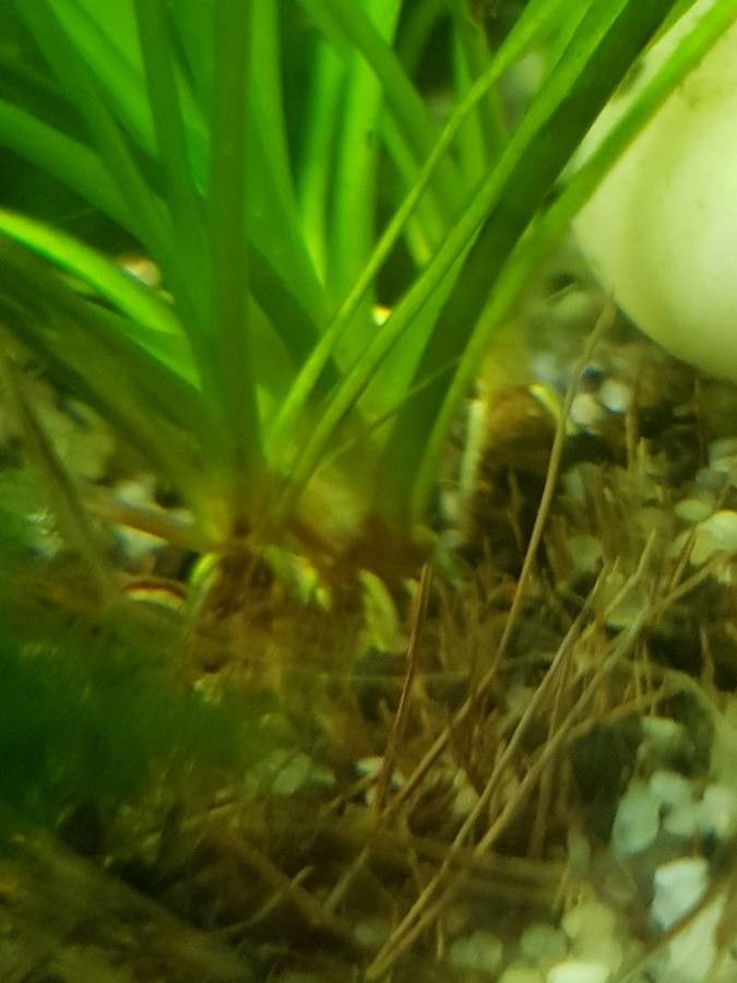 Echinodorus grisebachii other