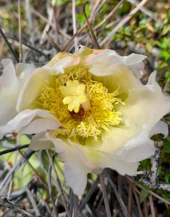 Tephrocactus aoracanthus flower