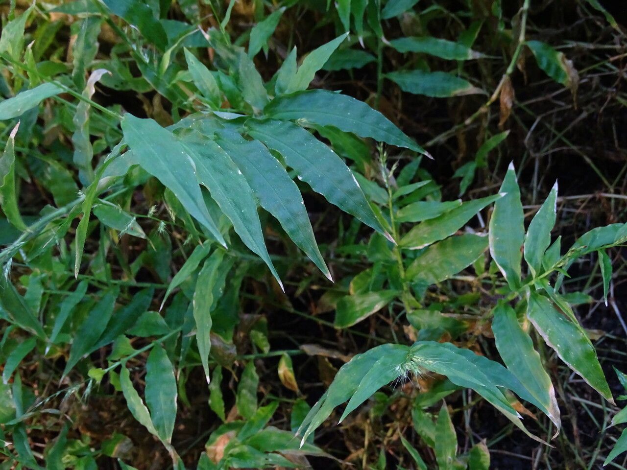 Oplismenus burmannii — related species from the same genus