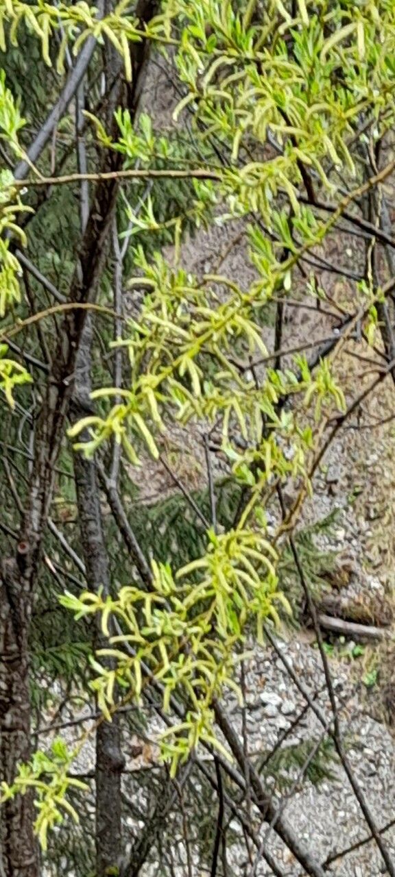 Salix pierotii flower