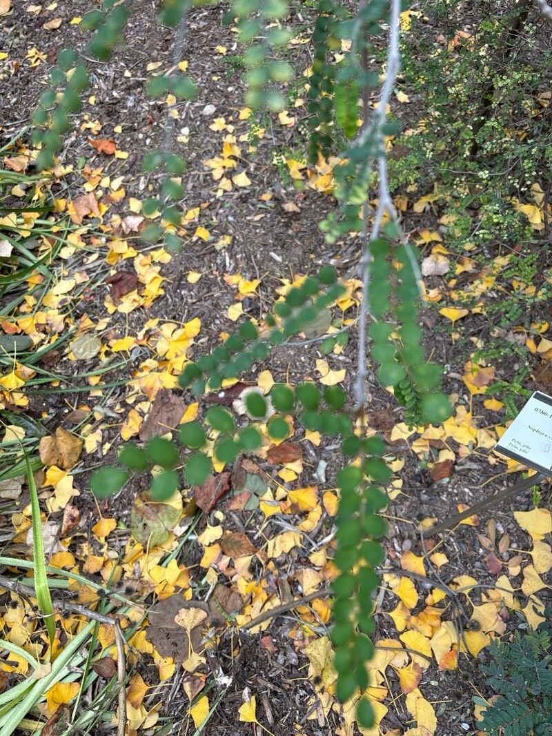 Sophora cassioides — related species from the same genus