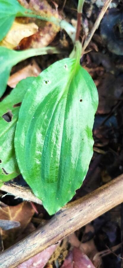 Cranichis muscosa — search result for 'Belize'