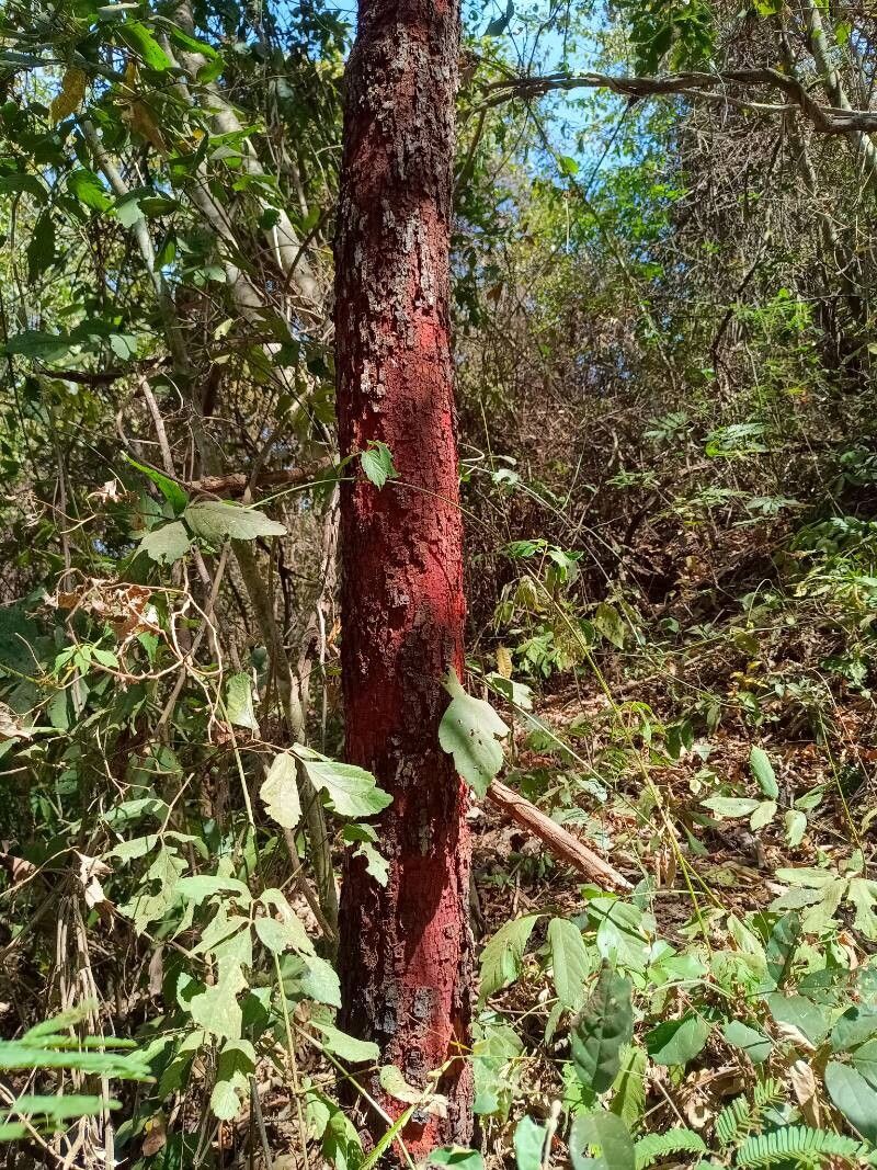 Copaifera multijuga — houseplant care guide