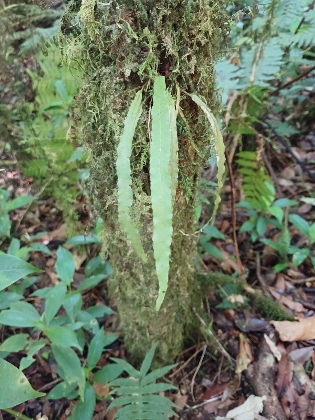 Campyloneurum repens — houseplant care guide