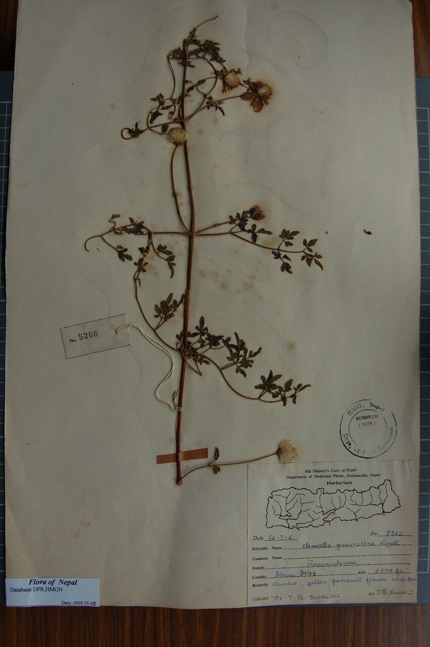 Clematis graveolens other