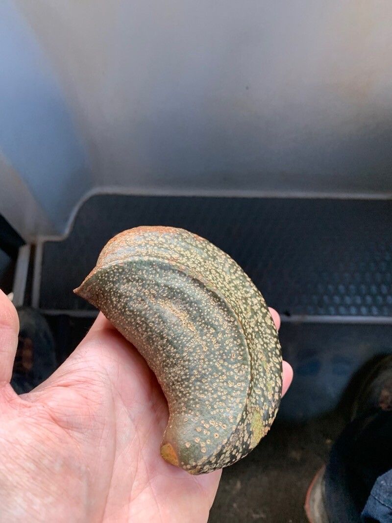 Aspidosperma ramiflorum — houseplant care guide