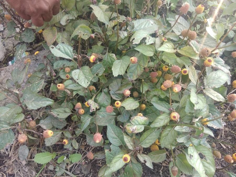 Acmella oleracea flower