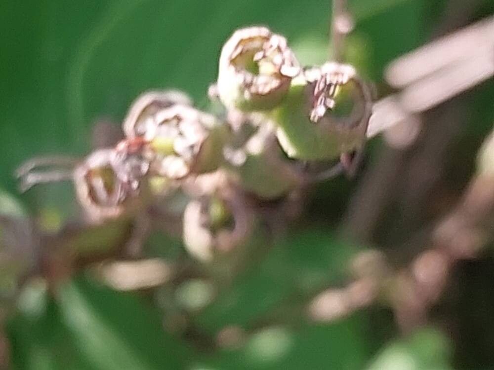 Deutzia taiwanensis fruit