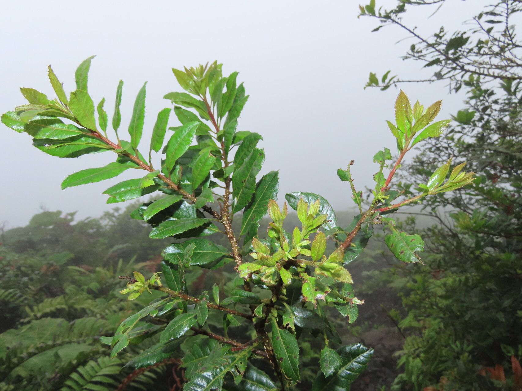 Morella pubescens — related species from the same genus