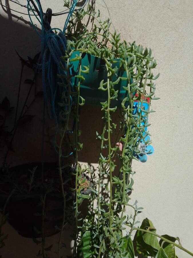 Senecio peregrinus leaf