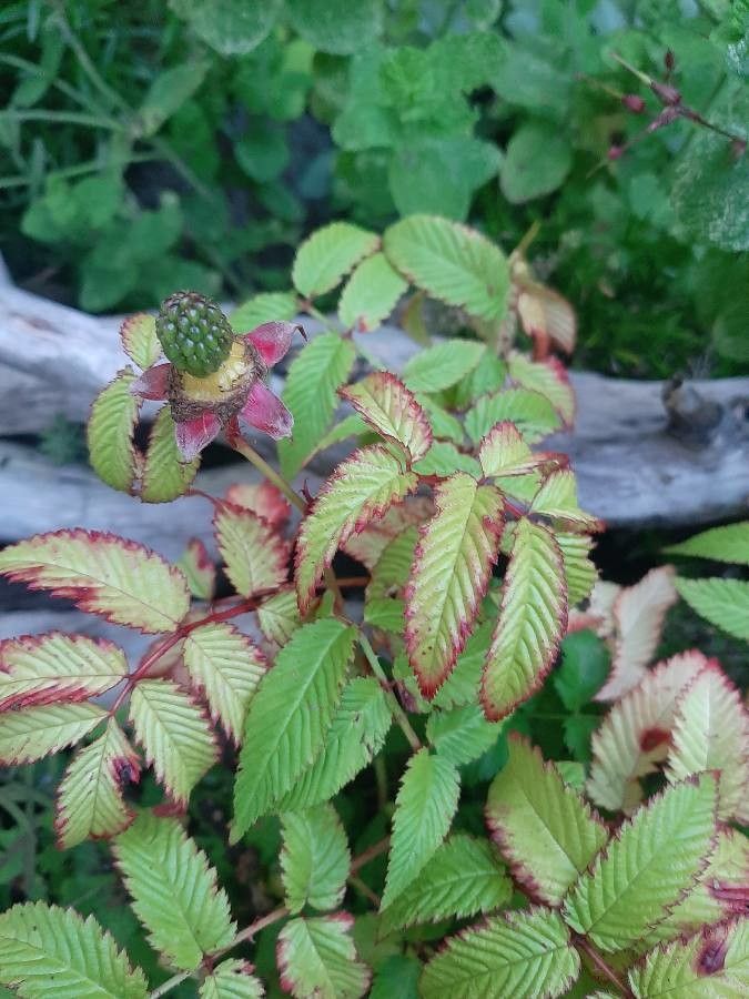 Rubus illecebrosus leaf