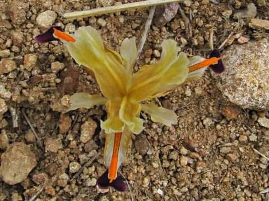 Iris hartwegii — search result for 'Guatemala'