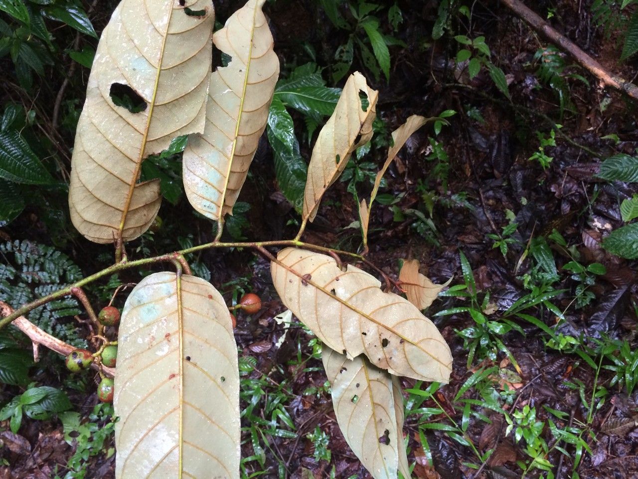 Virola sebifera — search result for 'Myristicaceae'