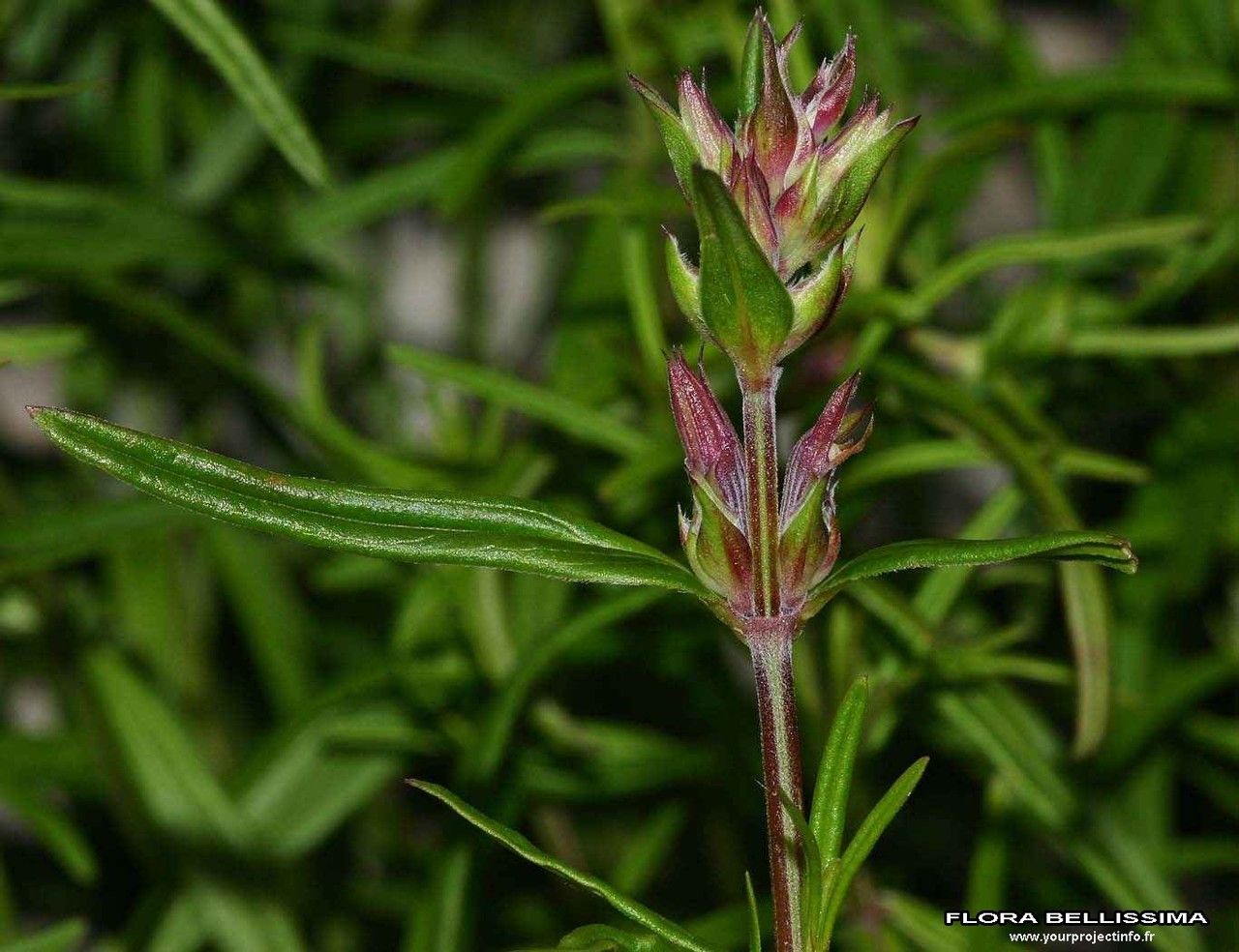 Dracocephalum ruyschiana fruit