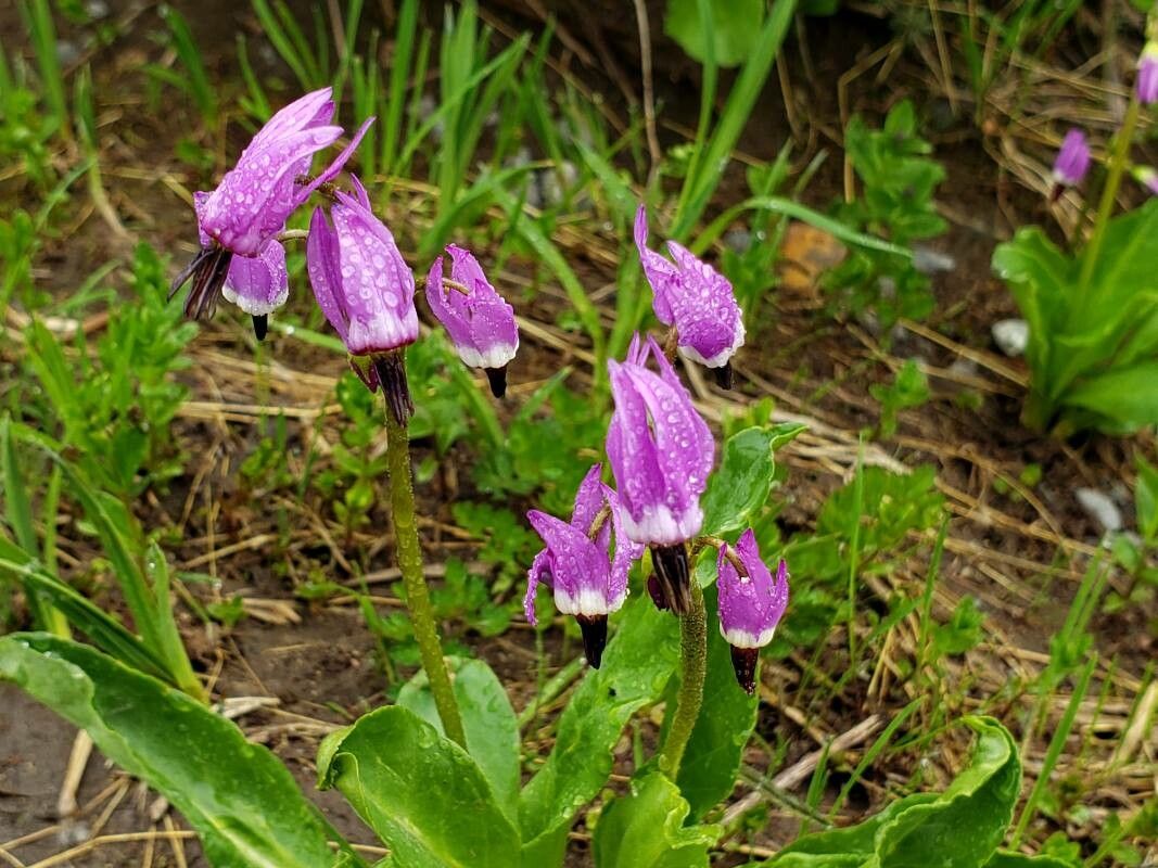 Dodecatheon jeffreyi flower