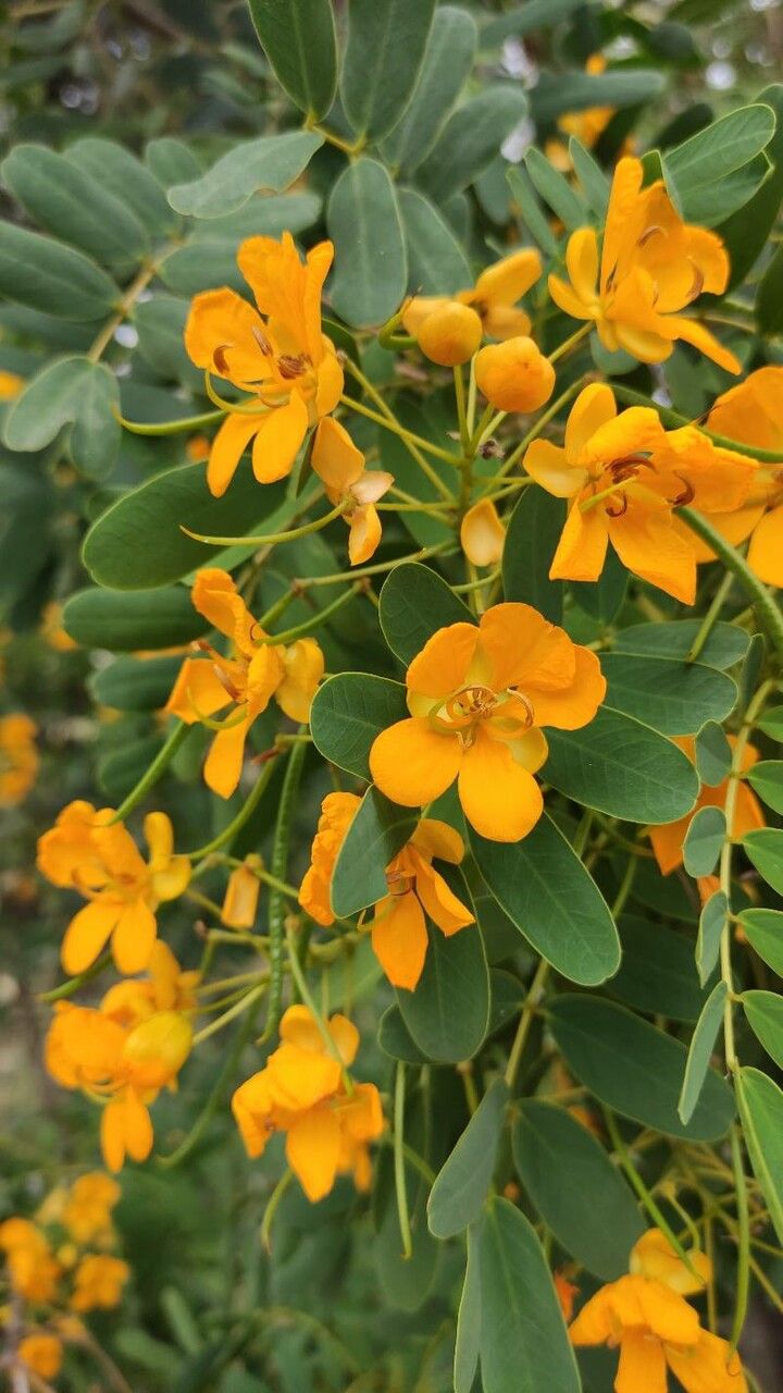 Senna candolleana flower