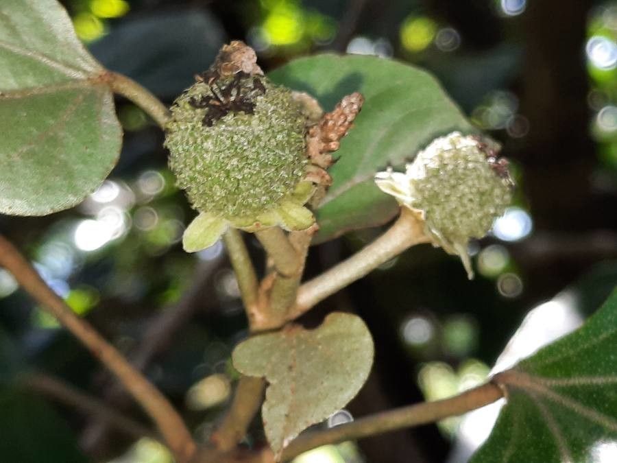 Croton guatemalensis fruit