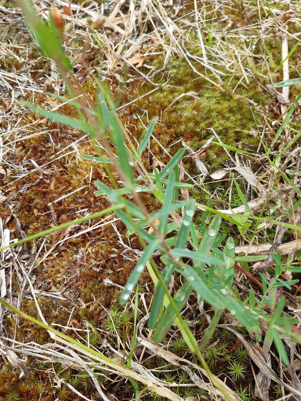 Hypericum linariifolium — search result for 'Hypericum'