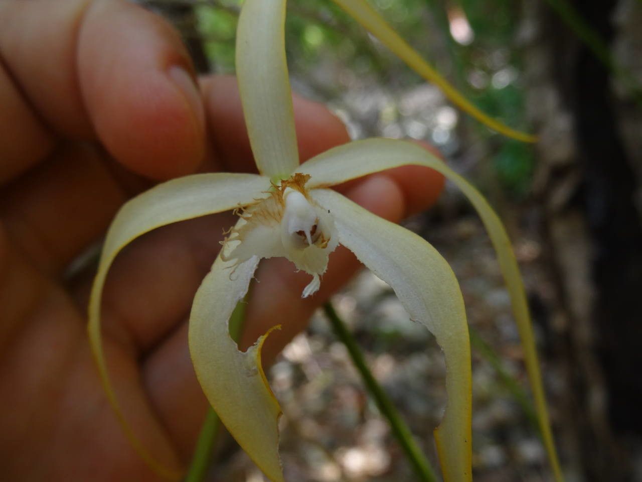 Brassavola cucullata flower