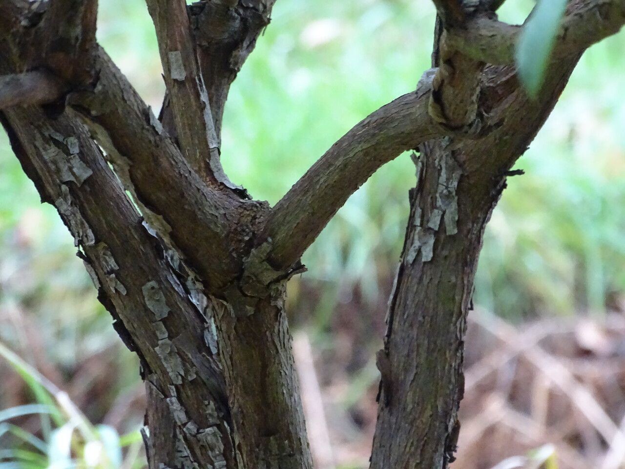 Rhododendron sutchuenense bark