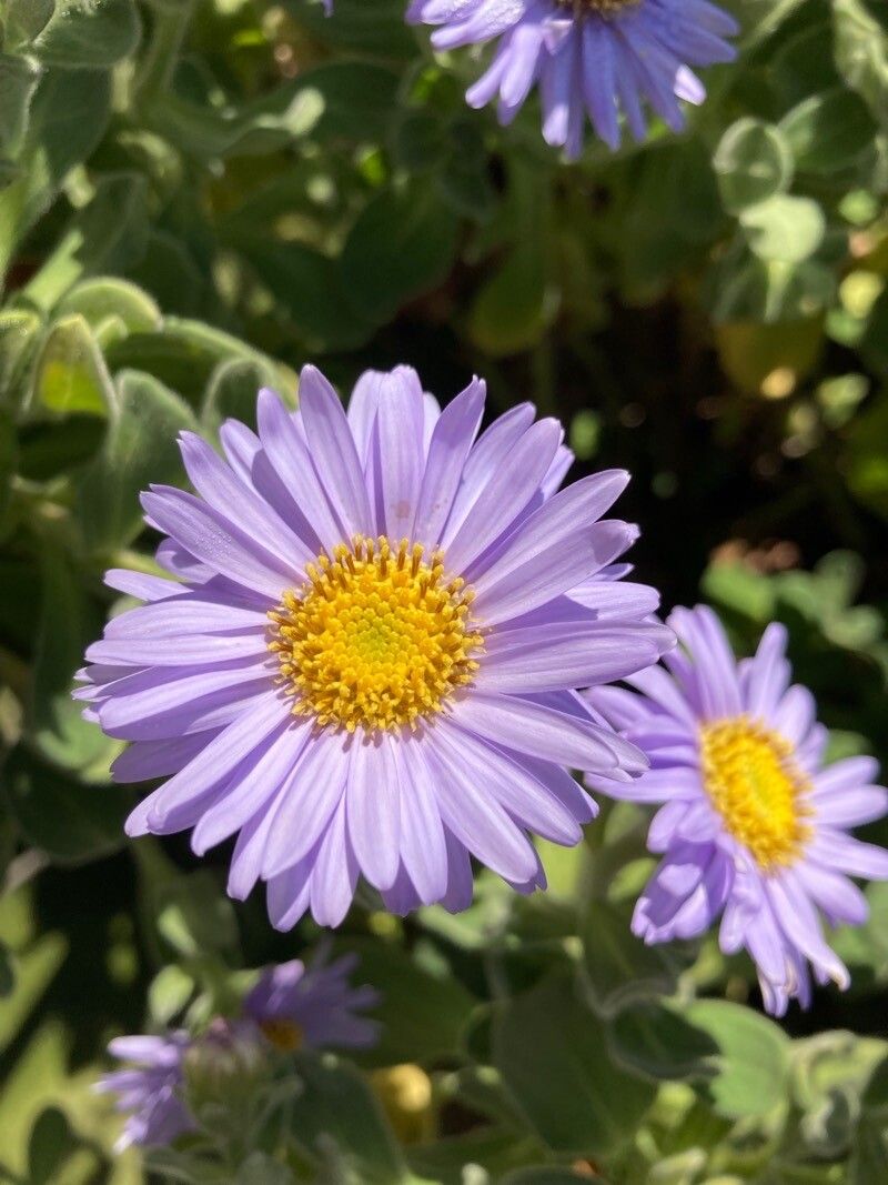 Aster spathulifolius flower