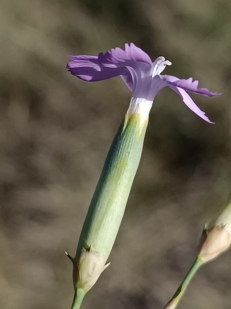 Dianthus longicaulis flower