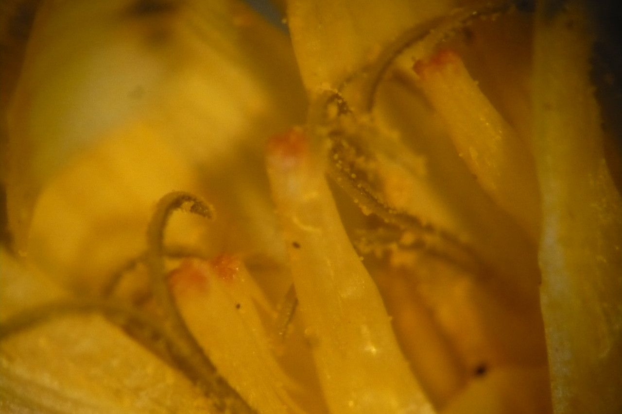 Taraxacum drucei — search result for 'Taraxacum'