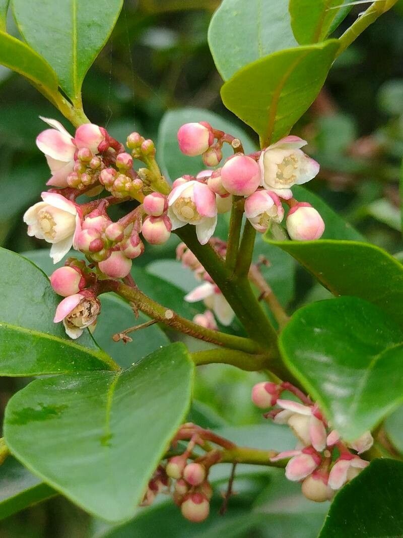 Synoum glandulosum flower