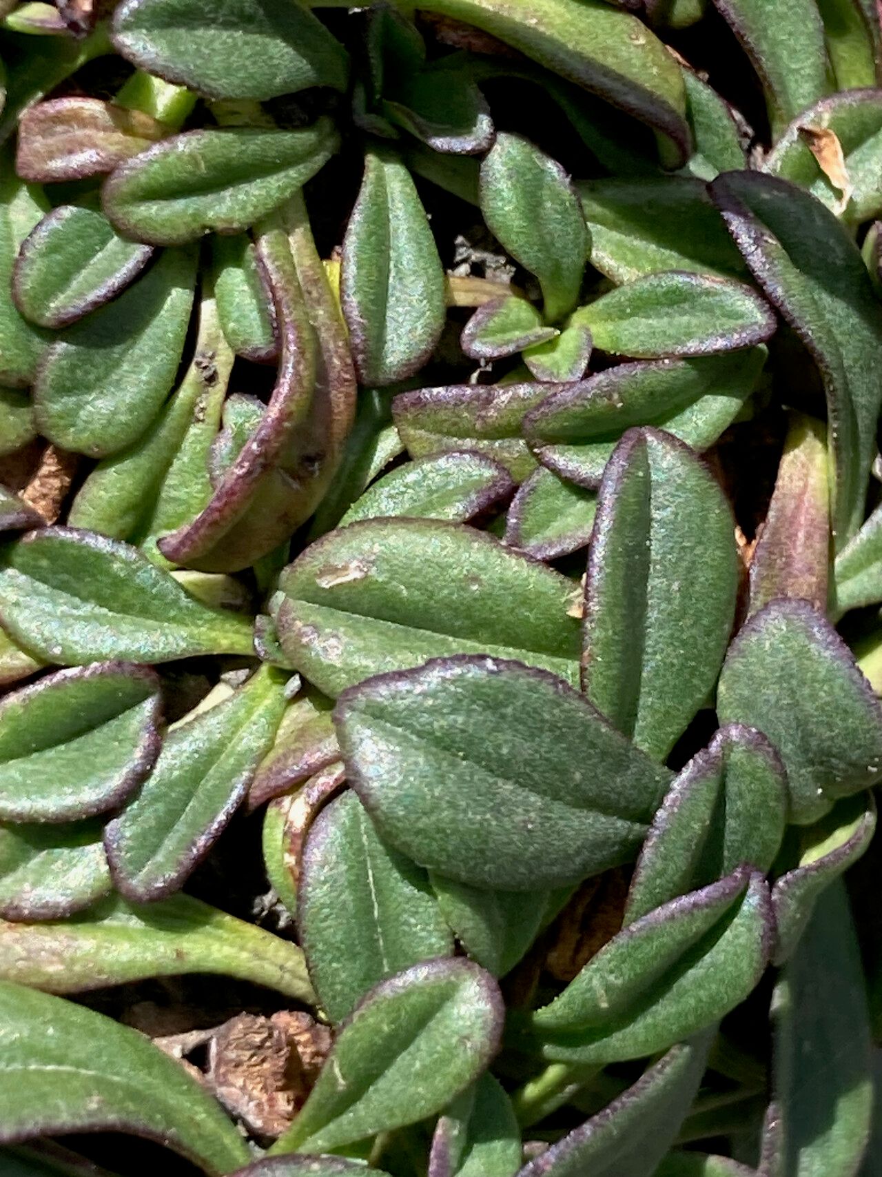 Valeriana globularis — houseplant care guide