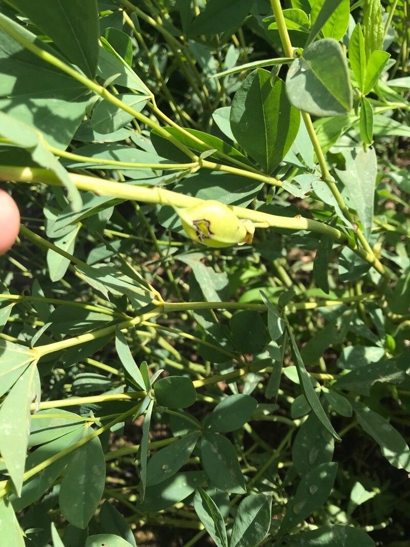Baptisia sphaerocarpa fruit