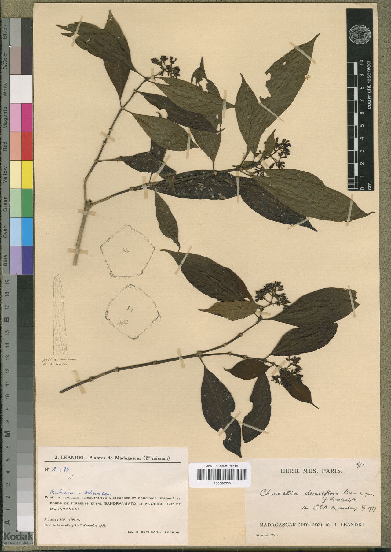 Chassalia densiflora — houseplant care guide