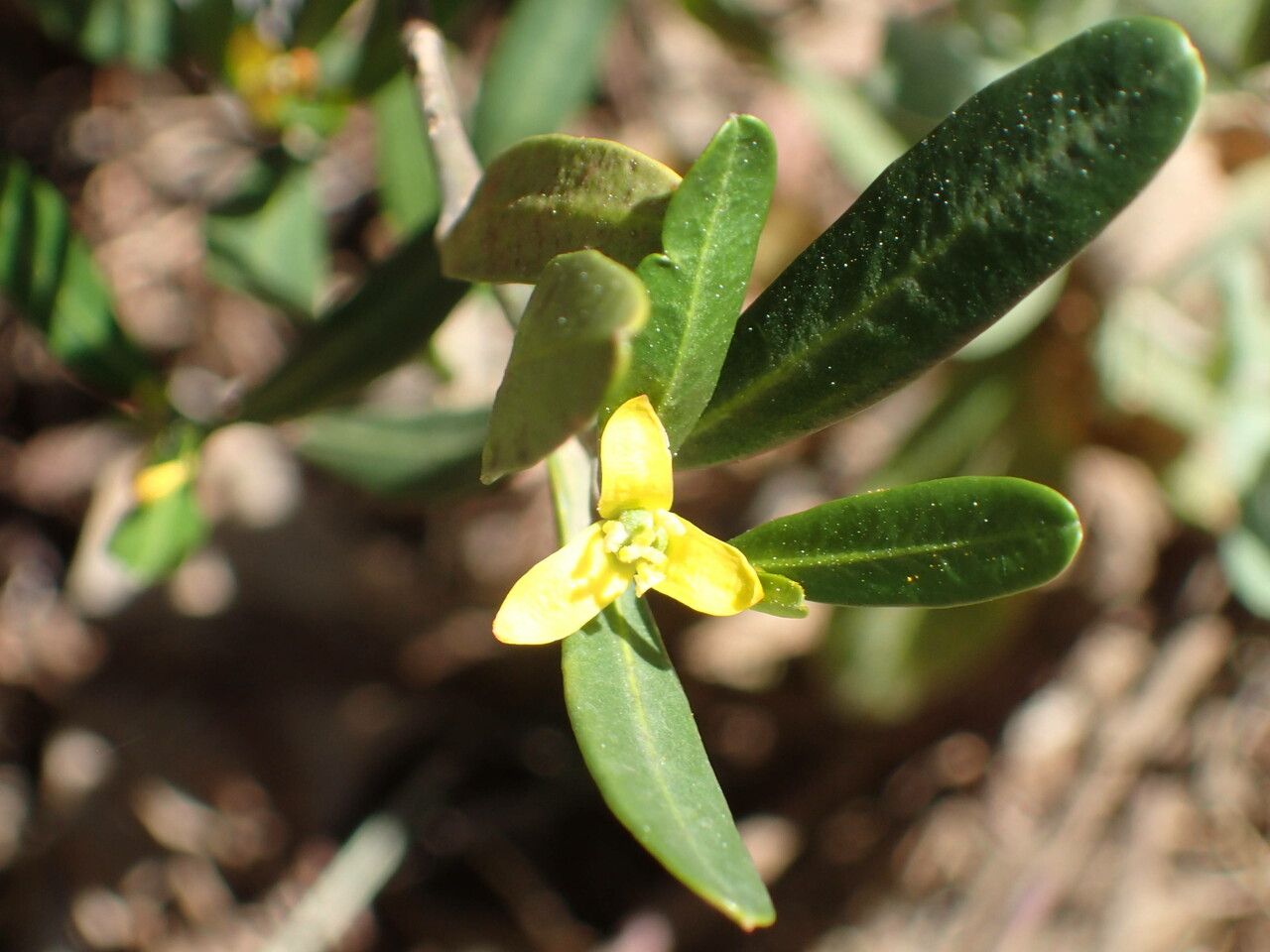 Cneorum tricoccon flower