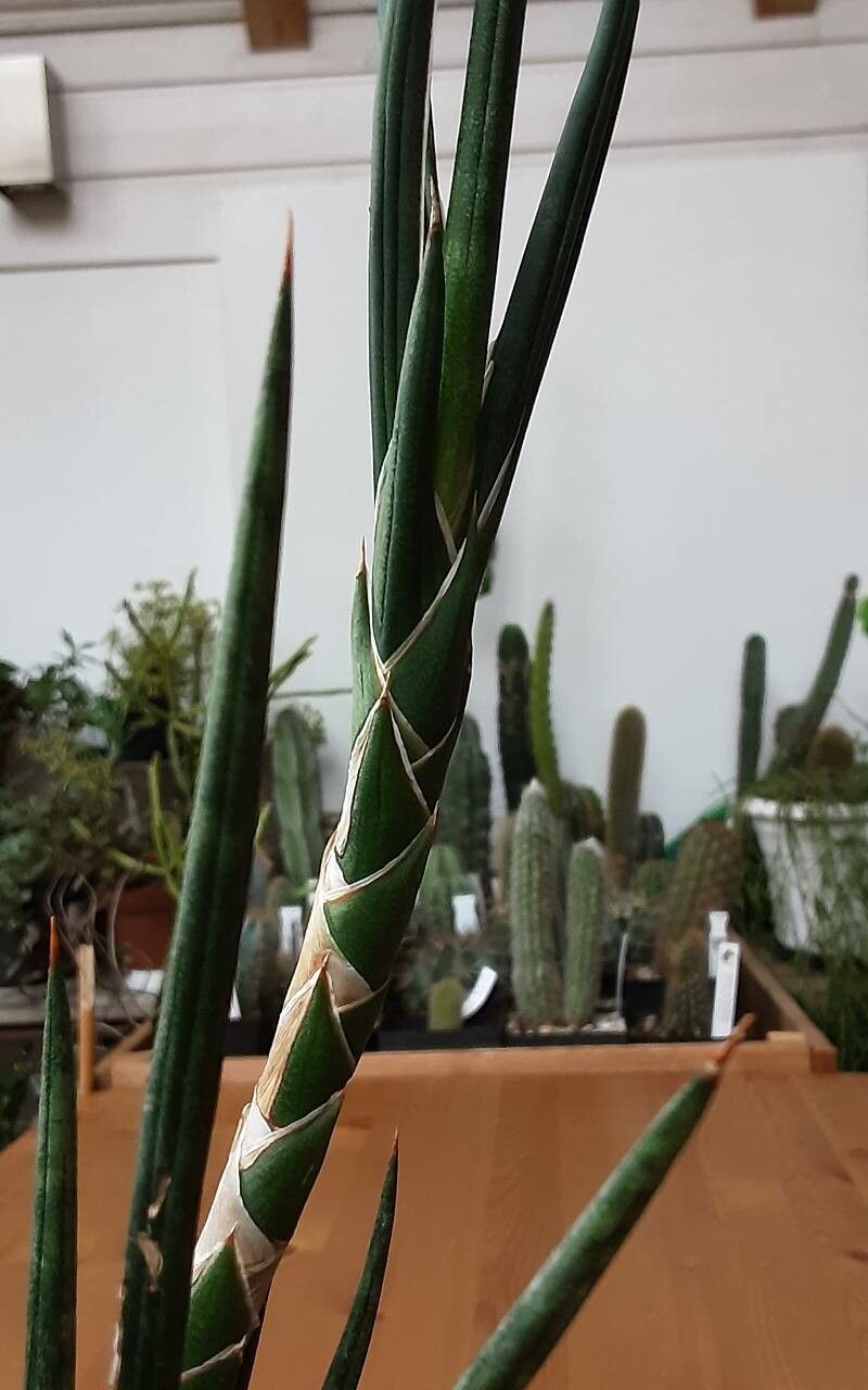 Dracaena francisii bark