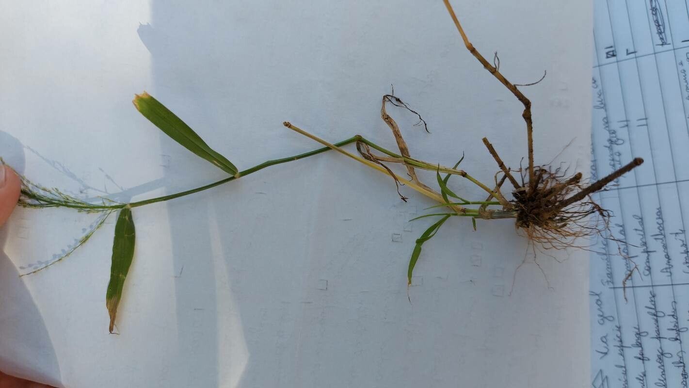 Urochloa maxima — search result for 'Tanzania'