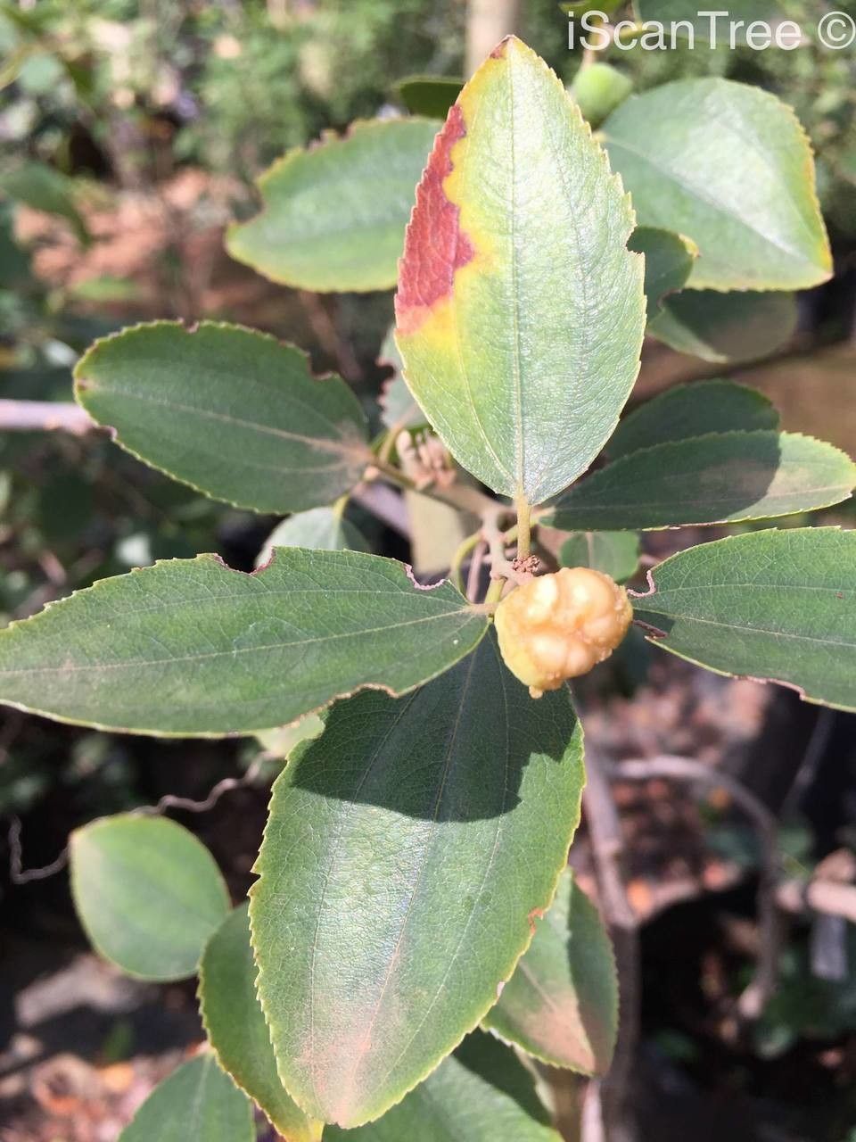 Ziziphus rivularis leaf