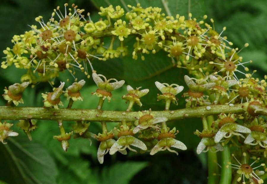 Acer nipponicum flower