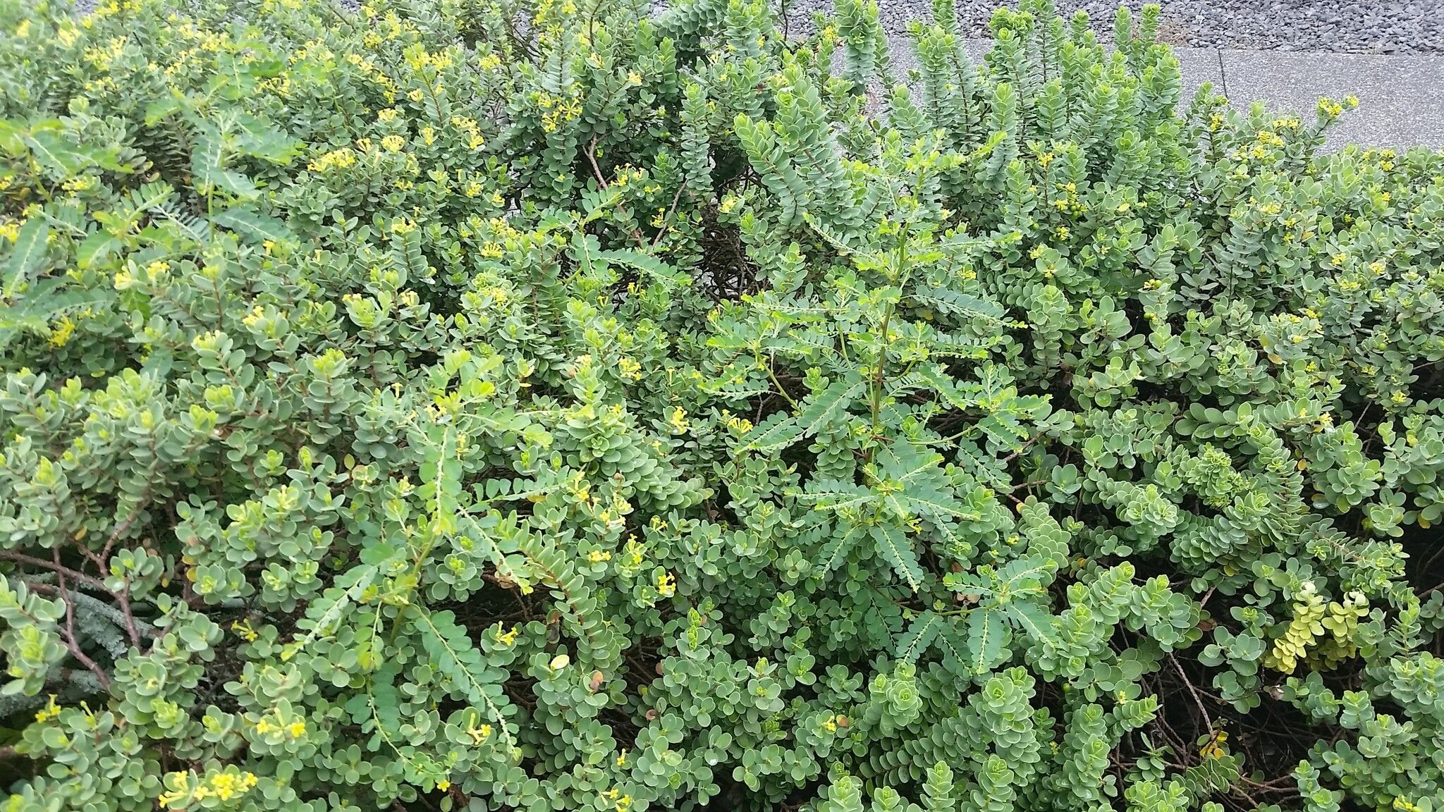 Phyllanthus leucanthus habit