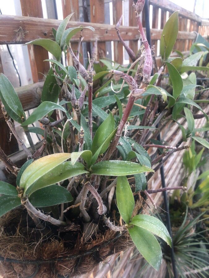 Dendrobium kingianum