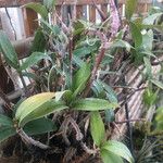 Dendrobium kingianum