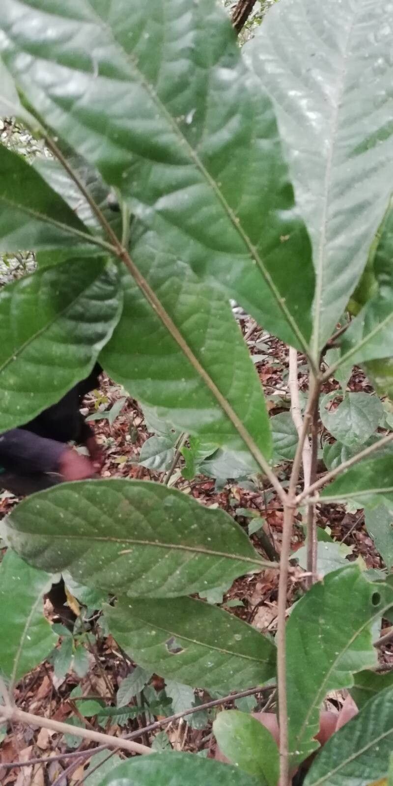 Rothmannia hispida — search result for 'Rothmannia'