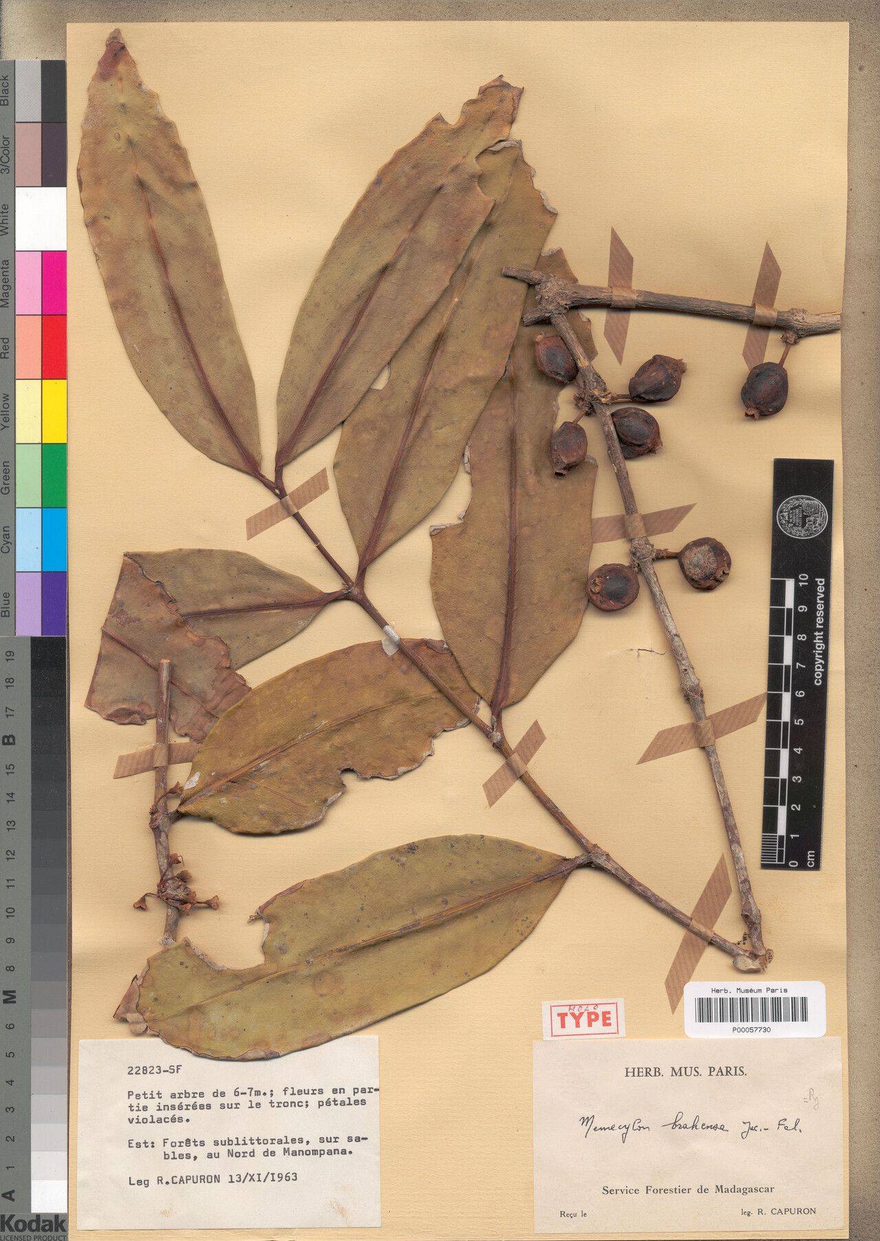 Memecylon brahense — houseplant care guide